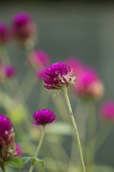 Gomphrena Globosa Más Néven Földgömb Amaranth Bunga Kenop Virág Természetben — Stock Fotó