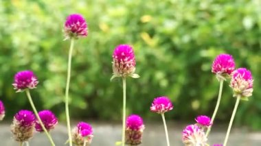 Gomphrena globosa (ayrıca küresel amaranth olarak da bilinir, Bunga kenop) doğadaki çiçek. Bu bitki peyzaj tasarımında yaygındır ve canlı renkleri ve renk tutuşu için bahçeler keser..