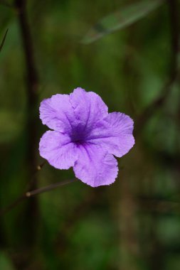 Ruellia Simplex (Kencana ungu, Rawelia, Rolia, Rowlea olarak da bilinir) doğal bir geçmişi vardır.