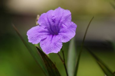 Ruellia Simplex (Kencana ungu, Rawelia, Rolia, Rowlea olarak da bilinir) doğal bir geçmişi vardır.