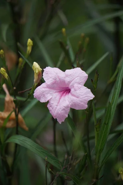 具有自然背景的单花 也称为Kencana Ungu Rawelia Rolia Rowlea — 图库照片