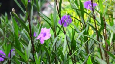 Ruellia Simplex (Kencana ungu, Rawelia, Rolia, Rowlea olarak da bilinir) doğal bir geçmişi vardır.
