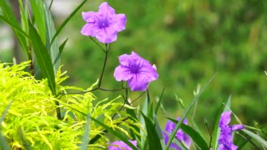 Ruellia Simplex (Kencana ungu, Rawelia, Rolia, Rowlea olarak da bilinir) doğal bir geçmişi vardır.