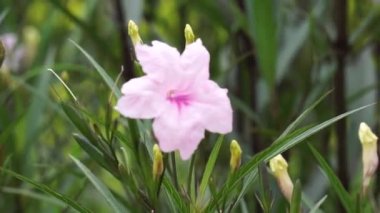 Ruellia Simplex (Kencana ungu, Rawelia, Rolia, Rowlea olarak da bilinir) doğal bir geçmişi vardır.