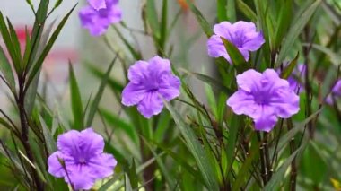 Ruellia Simplex (Kencana ungu, Rawelia, Rolia, Rowlea olarak da bilinir) doğal bir geçmişi vardır.