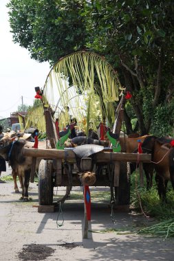 Cikar geçidi Kediri. Cikar, şoförün adı Bajingan olan geleneksel Endonezya ulaşımlarından biridir.