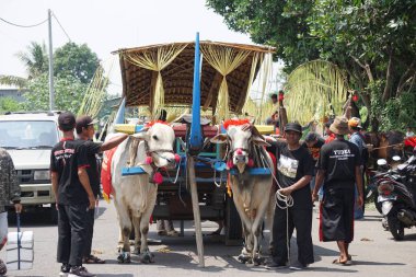 Cikar geçidi Kediri. Cikar, şoförün adı Bajingan olan geleneksel Endonezya ulaşımlarından biridir.