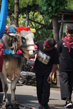 Cikar geçidi Kediri. Cikar, şoförün adı Bajingan olan geleneksel Endonezya ulaşımlarından biridir.