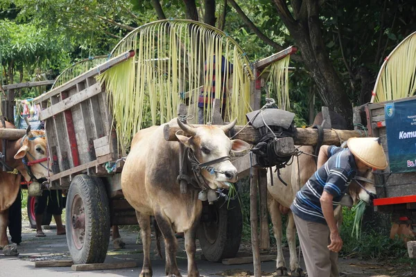 Cikar geçidi Kediri. Cikar, şoförün adı Bajingan olan geleneksel Endonezya ulaşımlarından biridir.