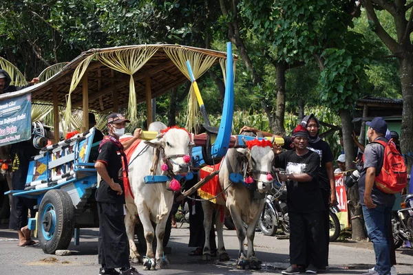 Cikar游行Kediri Cikar是印尼传统的交通工具之一 司机称之为Bajingan — 图库照片