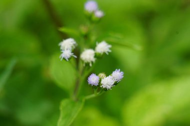 Macro shot Bandotan (Ageratum conyzoides), Asteraceae kabilesine ait bir tarım otudur. Dizanteri, ishal, böcek ilacı ve nematisit için kullanılır..