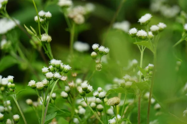 Macro Shot Bandotan Ageratum Conyzoides Type Agricultural Weed Belonging Asteraceae — Stock Photo, Image