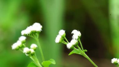 Macro shot Bandotan (Ageratum conyzoides), Asteraceae kabilesine ait bir tarım otudur. Dizanteri, ishal, böcek ilacı ve nematisit için kullanılır..