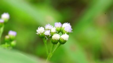 Macro shot Bandotan (Ageratum conyzoides), Asteraceae kabilesine ait bir tarım otudur. Dizanteri, ishal, böcek ilacı ve nematisit için kullanılır..