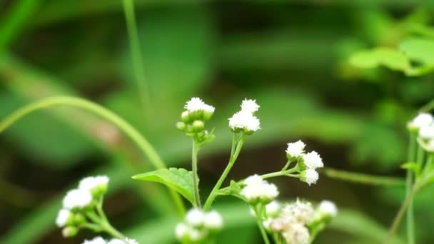 Macro Shot Bandotan Ageratum Conyzoides Asteraceae Kabilesine Ait Bir Tarım — Stok video