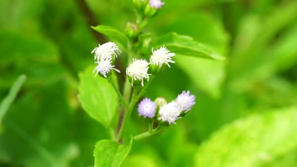 Macro Shot Bandotan Ageratum Conyzoides Type Agricultural Weed Belonging Asteraceae — Stock Video