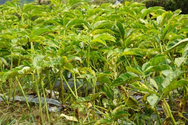 Amorfofallus oncophyllus (ayrıca Amorphophallus, Iles-iles, Porang) doğal bir arka plana sahiptir.