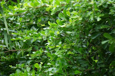 Terminalia mantaly (ayrıca Ketapang kencana olarak da bilinir, Madagaskar bademi) doğal arka planı olan ağaç