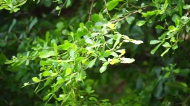 Terminalia mantaly (ayrıca Ketapang kencana olarak da bilinir, Madagaskar bademi) doğal arka planı olan ağaç