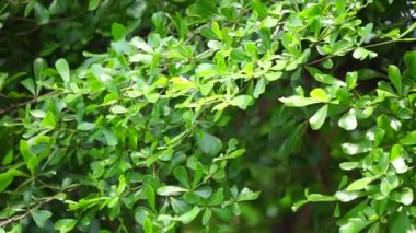 Terminalia mantaly (ayrıca Ketapang kencana olarak da bilinir, Madagaskar bademi) doğal arka planı olan ağaç