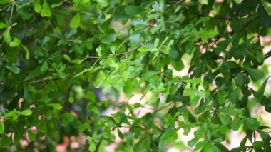 Terminalia mantaly (ayrıca Ketapang kencana olarak da bilinir, Madagaskar bademi) doğal arka planı olan ağaç