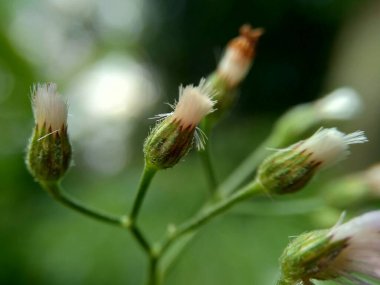 Cyanthillium cinereum (biraz demir yosunu, poovamkurunnila, monara kudumbiya, sawi langit) çiçeği. Sigarayı bırakmak ve soğuk algınlığını azaltmak için siyanthillium cinereum kullanıldı