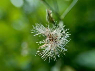 Cyanthillium cinereum (biraz demir yosunu, poovamkurunnila, monara kudumbiya, sawi langit) çiçeği. Sigarayı bırakmak ve soğuk algınlığını azaltmak için siyanthillium cinereum kullanıldı