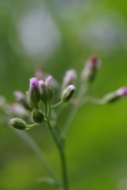 Cyanthillium cinereum (biraz demir yosunu, poovamkurunnila, monara kudumbiya, sawi langit) çiçeği. Sigarayı bırakmak ve soğuk algınlığını azaltmak için siyanthillium cinereum kullanıldı