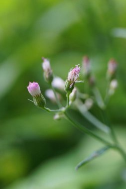 Cyanthillium cinereum (biraz demir yosunu, poovamkurunnila, monara kudumbiya, sawi langit) çiçeği. Sigarayı bırakmak ve soğuk algınlığını azaltmak için siyanthillium cinereum kullanıldı