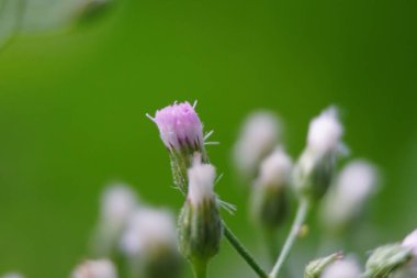 Cyanthillium cinereum (biraz demir yosunu, poovamkurunnila, monara kudumbiya, sawi langit) çiçeği. Sigarayı bırakmak ve soğuk algınlığını azaltmak için siyanthillium cinereum kullanıldı