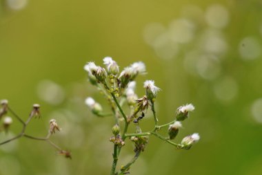 Cyanthillium cinereum (biraz demir yosunu, poovamkurunnila, monara kudumbiya, sawi langit) çiçeği. Sigarayı bırakmak ve soğuk algınlığını azaltmak için siyanthillium cinereum kullanıldı