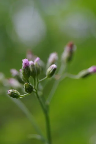 Цветок Cyphillium Cinereum Малолистный Пуамур Монара Думбия Сави Синереум Цианиллия — стоковое фото