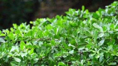 Terminalia mantaly (ayrıca Ketapang kencana olarak da bilinir, Madagaskar bademi) doğal arka planı olan ağaç