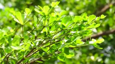 Terminalia mantaly (ayrıca Ketapang kencana olarak da bilinir, Madagaskar bademi) doğal arka planı olan ağaç
