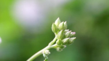 Cyanthillium cinereum (biraz demir yosunu, poovamkurunnila, monara kudumbiya, sawi langit) çiçeği. Sigarayı bırakmak ve soğuk algınlığını azaltmak için siyanthillium cinereum kullanıldı