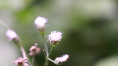 Cyanthillium cinereum (biraz demir yosunu, poovamkurunnila, monara kudumbiya, sawi langit) çiçeği. Sigarayı bırakmak ve soğuk algınlığını azaltmak için siyanthillium cinereum kullanıldı