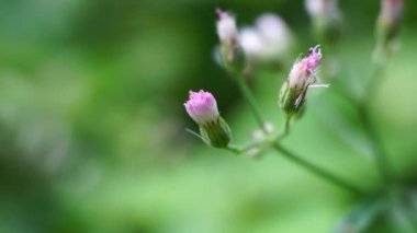Cyanthillium cinereum (biraz demir yosunu, poovamkurunnila, monara kudumbiya, sawi langit) çiçeği. Sigarayı bırakmak ve soğuk algınlığını azaltmak için siyanthillium cinereum kullanıldı