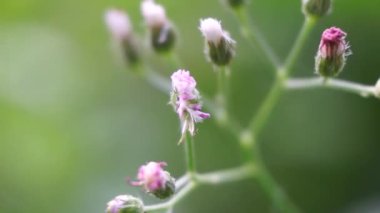 Cyanthillium cinereum (biraz demir yosunu, poovamkurunnila, monara kudumbiya, sawi langit) çiçeği. Sigarayı bırakmak ve soğuk algınlığını azaltmak için siyanthillium cinereum kullanıldı