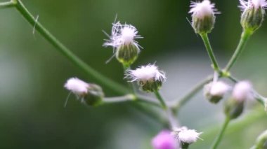 Cyanthillium cinereum (biraz demir yosunu, poovamkurunnila, monara kudumbiya, sawi langit) çiçeği. Sigarayı bırakmak ve soğuk algınlığını azaltmak için siyanthillium cinereum kullanıldı