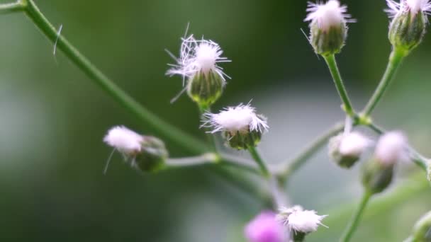 Цветок Cyphillium Cinereum Малолистный Пуамур Монара Думбия Сави Синереум Цианиллия — стоковое видео