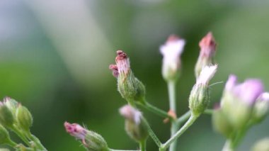 Cyanthillium cinereum (biraz demir yosunu, poovamkurunnila, monara kudumbiya, sawi langit) çiçeği. Sigarayı bırakmak ve soğuk algınlığını azaltmak için siyanthillium cinereum kullanıldı