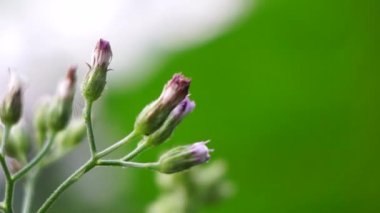 Cyanthillium cinereum (biraz demir yosunu, poovamkurunnila, monara kudumbiya, sawi langit) çiçeği. Sigarayı bırakmak ve soğuk algınlığını azaltmak için siyanthillium cinereum kullanıldı