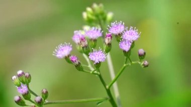 Cyanthillium cinereum (biraz demir yosunu, poovamkurunnila, monara kudumbiya, sawi langit) çiçeği. Sigarayı bırakmak ve soğuk algınlığını azaltmak için siyanthillium cinereum kullanıldı