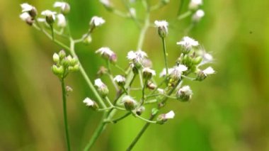 Cyanthillium cinereum (biraz demir yosunu, poovamkurunnila, monara kudumbiya, sawi langit) çiçeği. Sigarayı bırakmak ve soğuk algınlığını azaltmak için siyanthillium cinereum kullanıldı