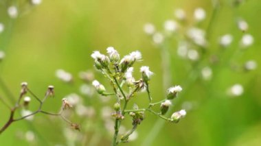 Cyanthillium cinereum (biraz demir yosunu, poovamkurunnila, monara kudumbiya, sawi langit) çiçeği. Sigarayı bırakmak ve soğuk algınlığını azaltmak için siyanthillium cinereum kullanıldı