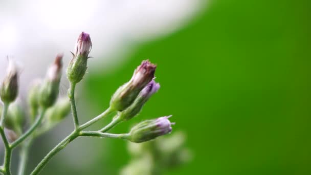 Цветок Cyphillium Cinereum Малолистный Пуамур Монара Думбия Сави Синереум Цианиллия — стоковое видео