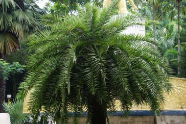 Phoenix sylvestris (Also called sylvestris, silver date palm, Indian date, sugar date palm, wild date palm, palem kenari) in the garden clipart