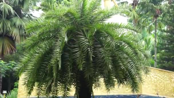 Phoenix Sylvestris Juga Disebut Sylvestris Pohon Kurma Perak Kurma India — Stok Video