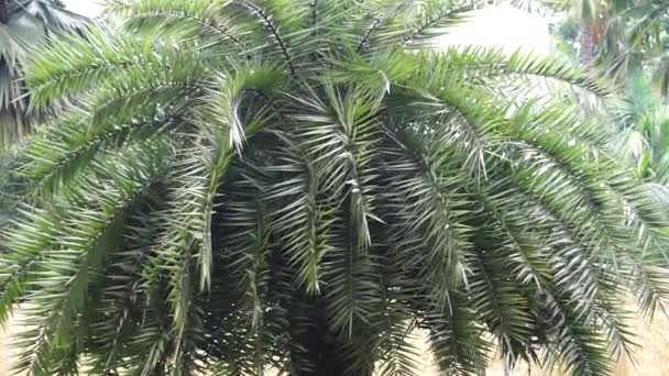 园中的凤梨 又称凤梨 印度枣 甜枣树 野枣树 — 图库视频影像