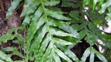Dendroconche tarayıcıları (Microsorum scandens, mis kokulu eğreltiotu olarak da bilinir) doğal bir arka plana sahiptir.